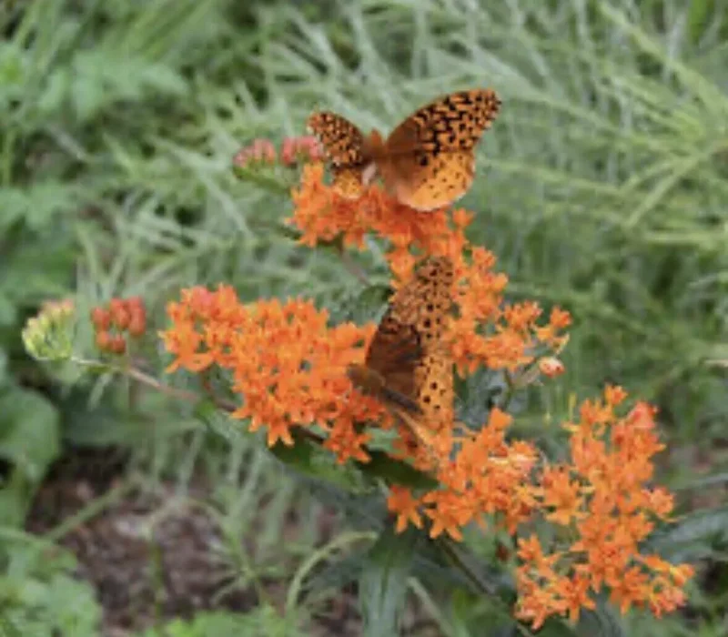 5 Butterfly Weed Plants Asclepias Tuberosa Monarch Perennial Bare Root