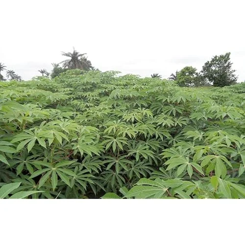 5 Cassava Roots - Sweet Yuca Plants - 6" Unrooted Cassava Cuttings