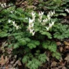 5 Dutchman Breeches Bulbs - White/Pink - Premium Perennial Wildflower for Shade Gardens