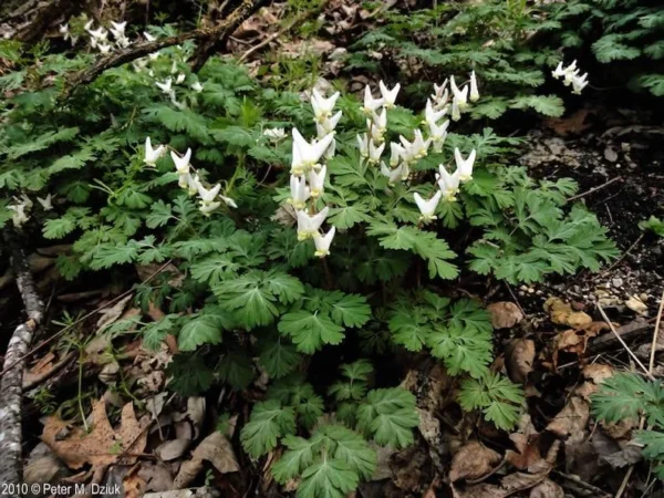5 Dutchman Breeches Bulbs - White/Pink - Premium Perennial Wildflower for Shade Gardens