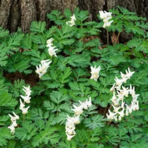 5 Dutchman Breeches Bulbs - White/Pink - Premium Perennial Wildflower for Shade Gardens
