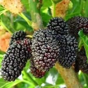 5 Dwarf Everbearing Mulberry Tree Edible Fruit Morus nigra Starter Plant