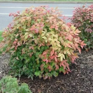 5 Dwarf Nandina 4-6” Bare Root - Seasonal Color - Landscaping Shrub