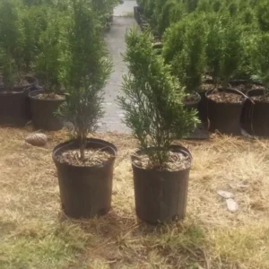 5 Emerald Green Arborvitae Tree Thuja Starter Plant Shrub Landscape Privacy