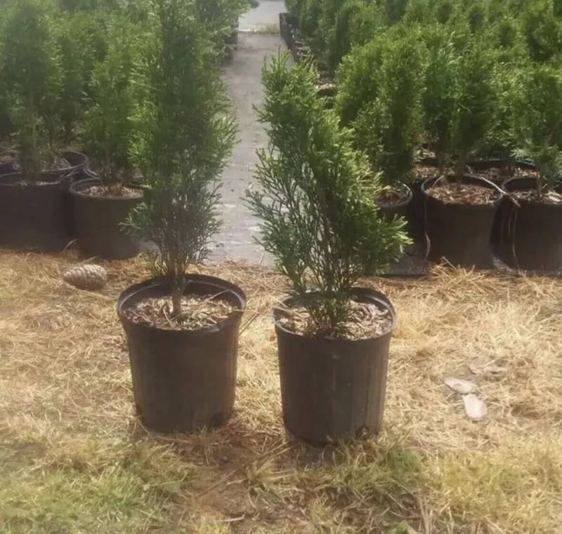 5 Emerald Green Arborvitae Tree Thuja Starter Plant Shrub Landscape Privacy
