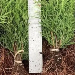 5 Emerald Green Arborvitae Tree Thuja Starter Plant Shrub Landscape Privacy