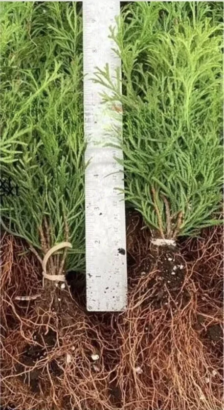 5 Emerald Green Arborvitae Tree Thuja Starter Plant Shrub Landscape Privacy