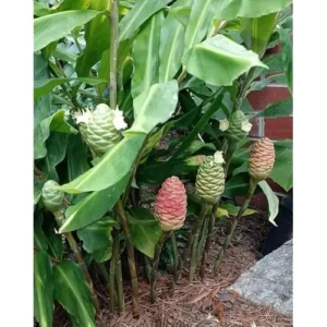 5 Fresh Red Shampoo Ginger Bare Roots - Awapuhi Wild Ginger Rhizomes, Well Rooted