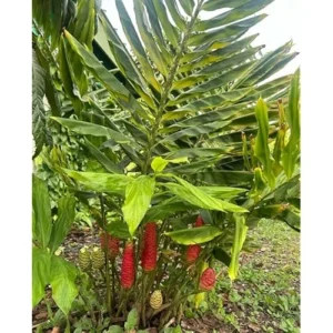 5 Fresh Red Shampoo Ginger Bare Roots - Awapuhi Wild Ginger Rhizomes, Well Rooted