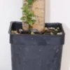 5" Green Finger Lime Organic Seedling Citrus Australasica Rare Variety