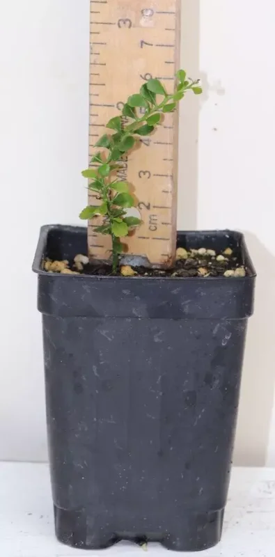 5" Green Finger Lime Organic Seedling Citrus Australasica Rare Variety