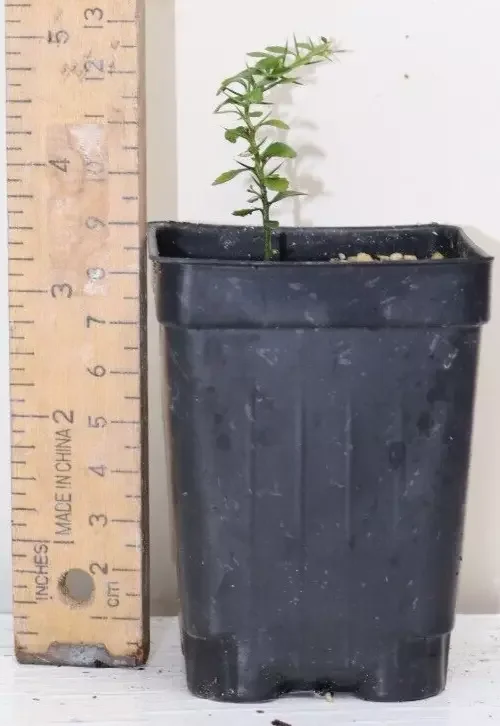 5" Green Finger Lime Organic Seedling Citrus Australasica Rare Variety