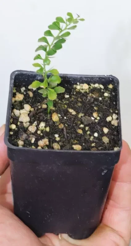 5" Green Finger Lime Organic Seedling Citrus Australasica Rare Variety