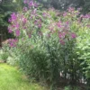 5 Ironweed Vernonia Novebarensis Bare-root - Purple Blooms, Tall Garden Plant