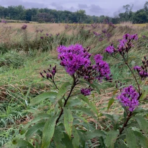 5 Ironweed Vernonia Novebarensis Bare-root - Purple Blooms, Tall Garden Plant