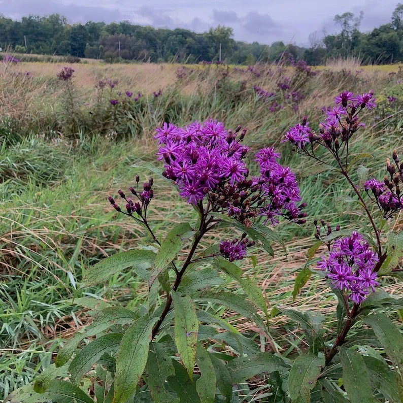5 Ironweed Vernonia Novebarensis Bare-root - Purple Blooms, Tall Garden Plant