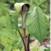 5 Jack-In-The-Pulpit Bulbs – Arisaema Triphyllum, Wildflower, Organic Roots