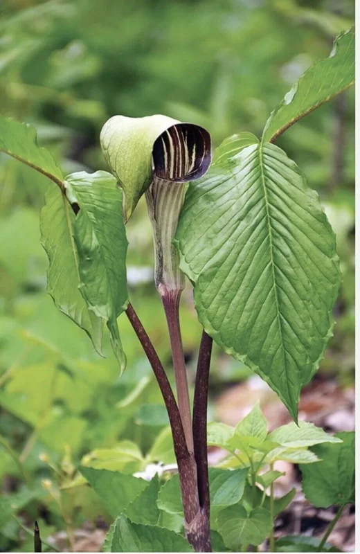 5 Jack-In-The-Pulpit Bulbs – Arisaema Triphyllum, Wildflower, Organic Roots