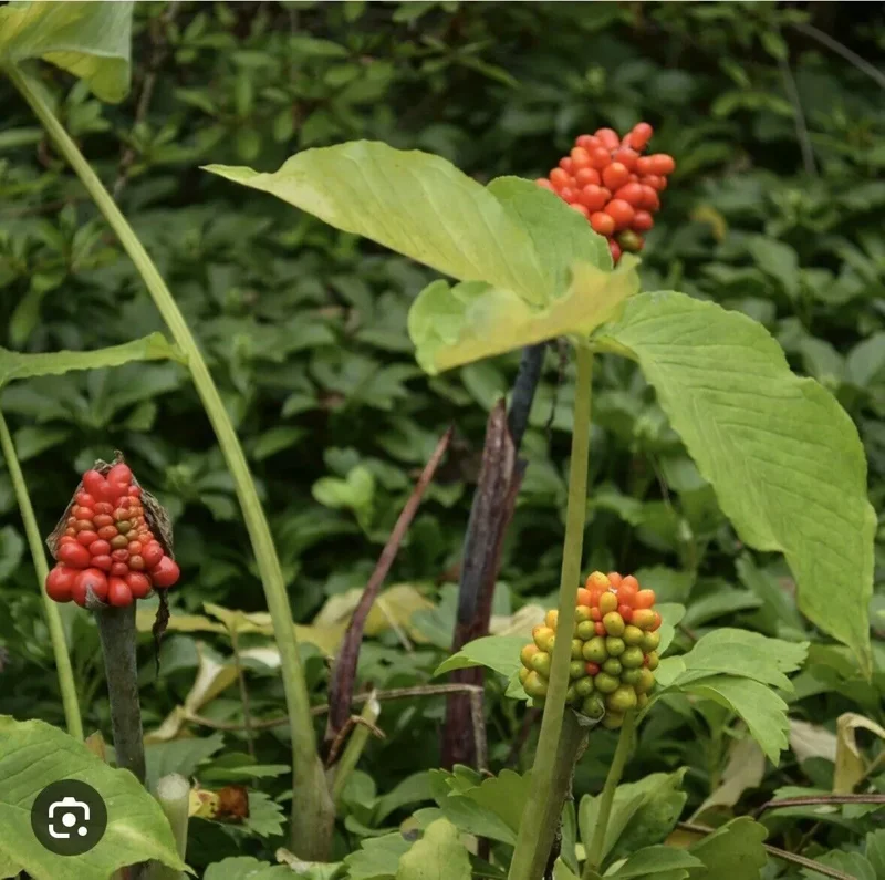 5 Jack-In-The-Pulpit Bulbs – Arisaema Triphyllum, Wildflower, Organic Roots