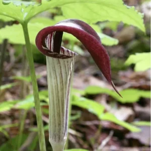 5 Jack-In-The-Pulpit Bulbs – Arisaema Triphyllum, Wildflower, Organic Roots