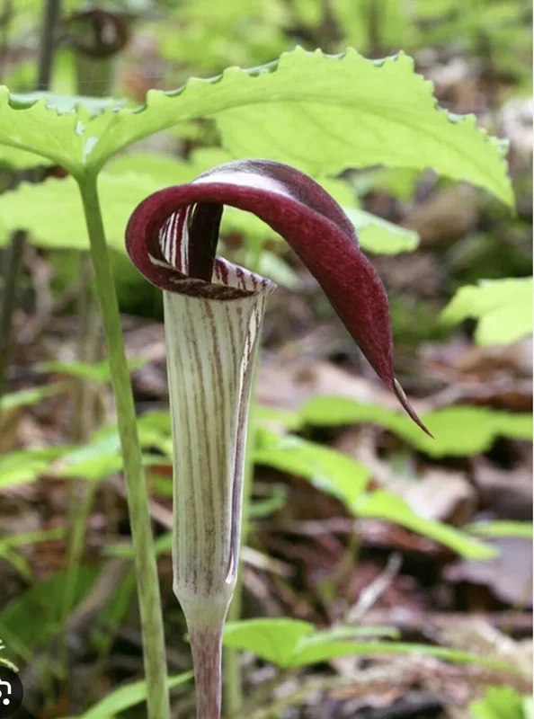 5 Jack-In-The-Pulpit Bulbs – Arisaema Triphyllum, Wildflower, Organic Roots