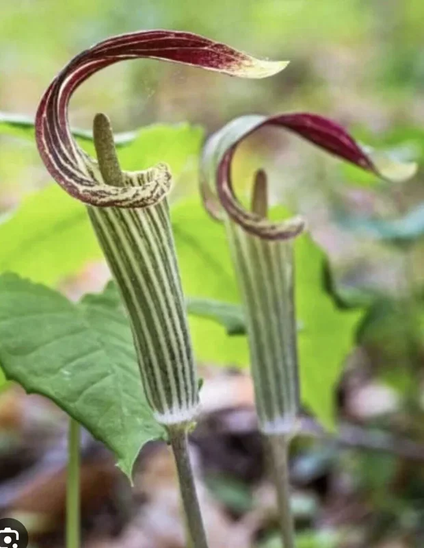 5 Jack-In-The-Pulpit Bulbs – Arisaema Triphyllum, Wildflower, Organic Roots