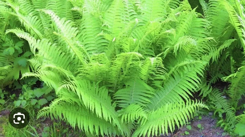 5 Lady Fern Athyrium filix femina Bare Root Native Woodland Ferns
