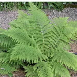 5 Lady Fern Athyrium filix femina Bare Root Native Woodland Ferns