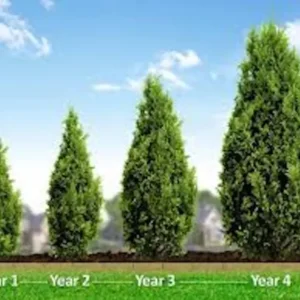 5 Leyland Cypress Tree Starter Plant Evergreen Hedge Privacy Tree