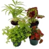 5 Live Terrarium & Fairy Garden Plants – Indoor House Plants in 2" Pots