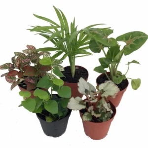 5 Live Terrarium & Fairy Garden Plants – Indoor House Plants in 2