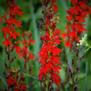 5 Lobelia Cardinal Bare-root - Red Flowers - 4-6 Feet Tall - Pollinator-Friendly