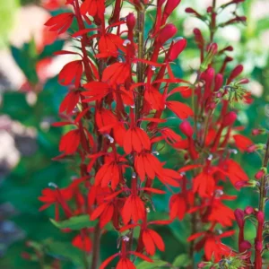 5 Lobelia Cardinal Bare-root - Red Flowers - 4-6 Feet Tall - Pollinator-Friendly