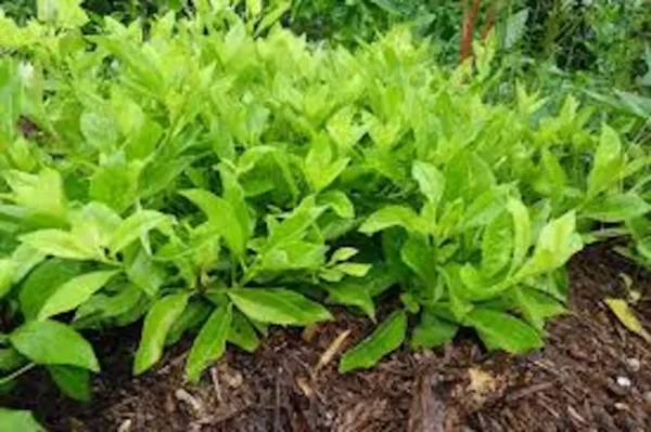 5 Longevity Spinach Starter Plant Gynura Procumbens Edible Perennial Herb