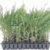 5 Murray Cypress Tree Live Plants Upright Evergreen Privacy Screen Perennial