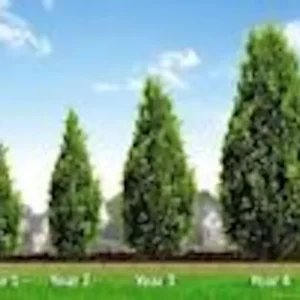 5 Murray Cypress Tree Live Plants Upright Evergreen Privacy Screen Perennial