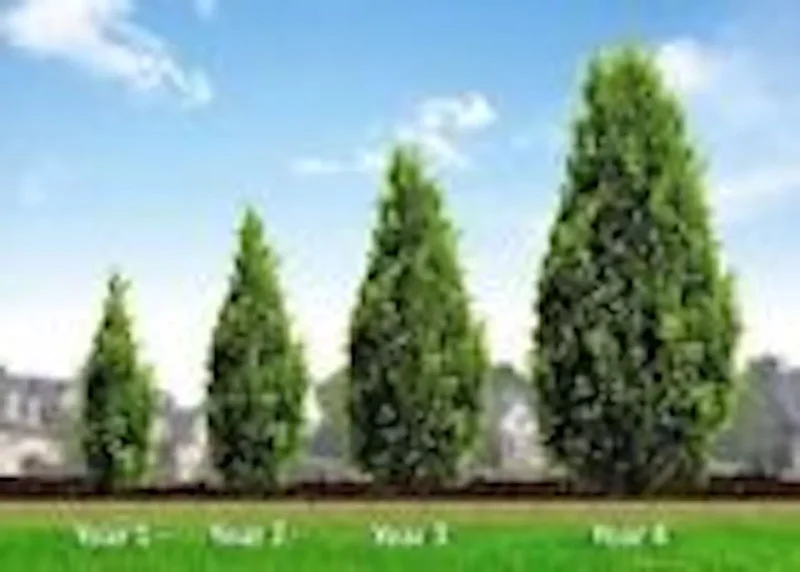 5 Murray Cypress Tree Live Plants Upright Evergreen Privacy Screen Perennial