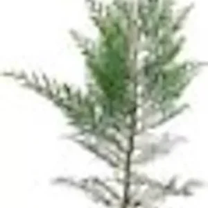 5 Murray Cypress Tree Live Plants Upright Evergreen Privacy Screen Perennial