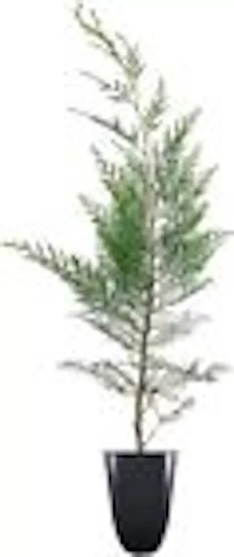 5 Murray Cypress Tree Live Plants Upright Evergreen Privacy Screen Perennial