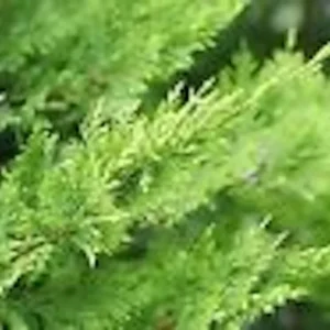 5 Murray Cypress Tree Live Plants Upright Evergreen Privacy Screen Perennial