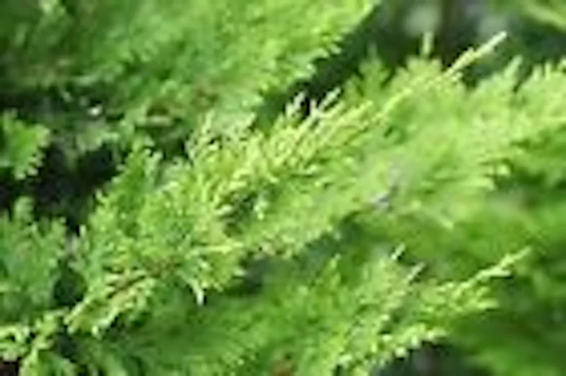 5 Murray Cypress Tree Live Plants Upright Evergreen Privacy Screen Perennial
