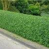 5 North Privet Shrub Bare-root 12-18 Inch Tall - Fast Growing Cold Hardy Hedge