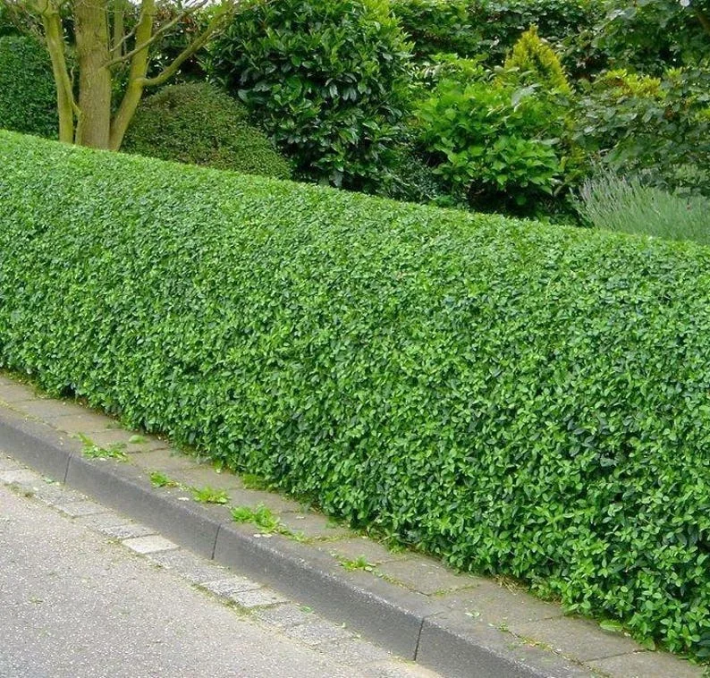 5 North Privet Shrub Bare-root 12-18 Inch Tall - Fast Growing Cold Hardy Hedge