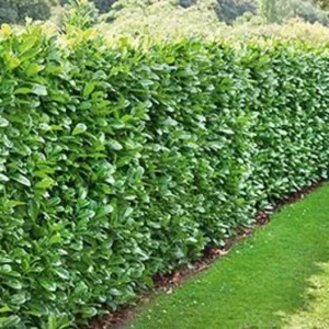 5 North Privet Shrub Bare-root 12-18 Inch Tall - Fast Growing Cold Hardy Hedge