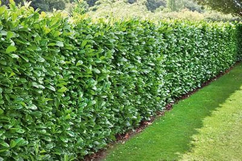 5 North Privet Shrub Bare-root 12-18 Inch Tall - Fast Growing Cold Hardy Hedge