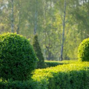 5 North Privet Shrub Bare-root 12-18 Inch Tall - Fast Growing Cold Hardy Hedge