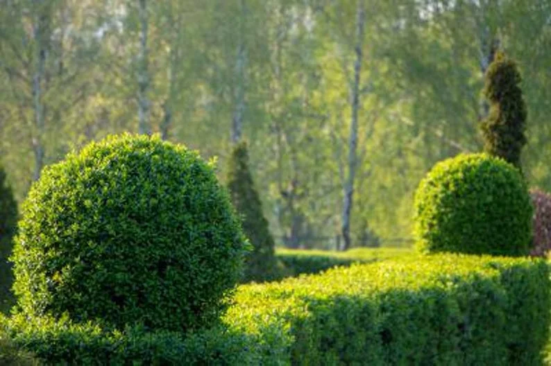 5 North Privet Shrub Bare-root 12-18 Inch Tall - Fast Growing Cold Hardy Hedge