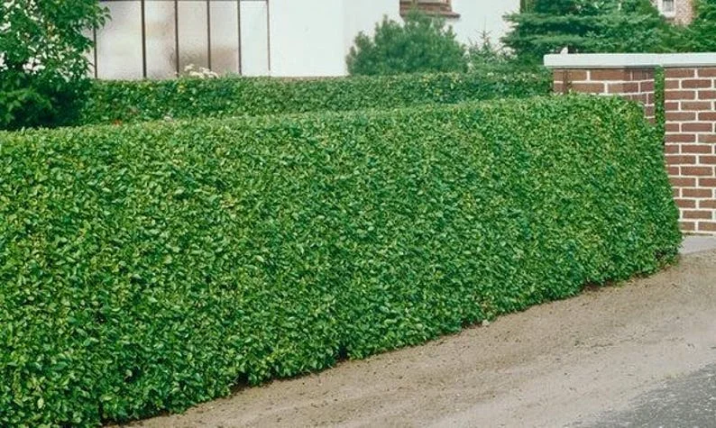 5 North Privet Shrub Bare-root 12-18 Inch Tall - Fast Growing Cold Hardy Hedge