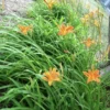 5 Orange Daylily Bulbs – Tawny Day Lily Wildflower, Organic Roots