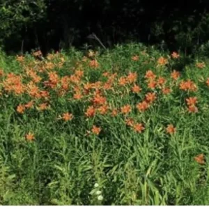 5 Orange Daylily Bulbs – Tawny Day Lily Wildflower, Organic Roots